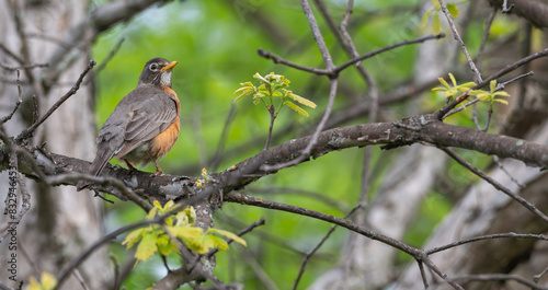 Closeup of an American robin.