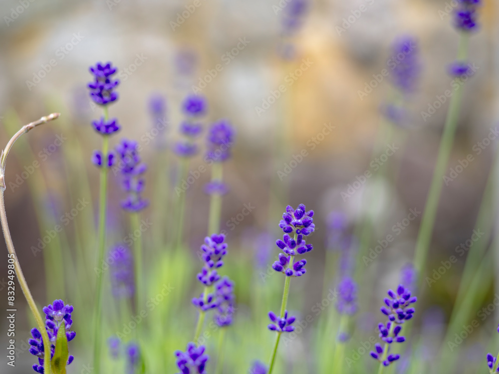 Obraz premium 風に揺れるラベンダーの花