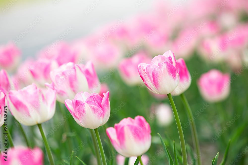 Fototapeta premium Closeup beautiful pink tulips in the garden
