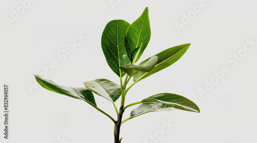 plant or leaves isolated on white