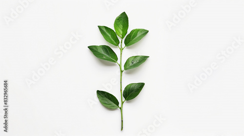 plant or leaves isolated on white © Ali