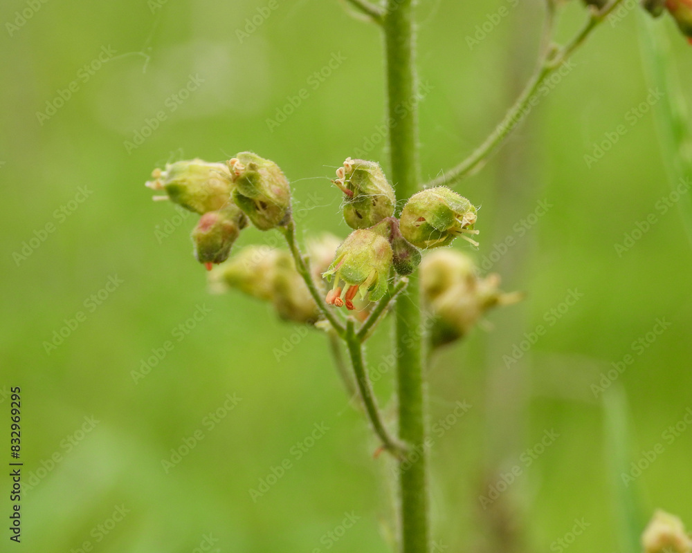 Fototapeta premium Heuchera richardsonii, also known as Prairie Alumroot, is a Native Prairie Plant of North America