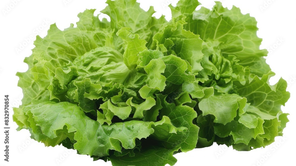 Consumable Green Iceberg Lettuce Consumable Green Iceberg Lettuce