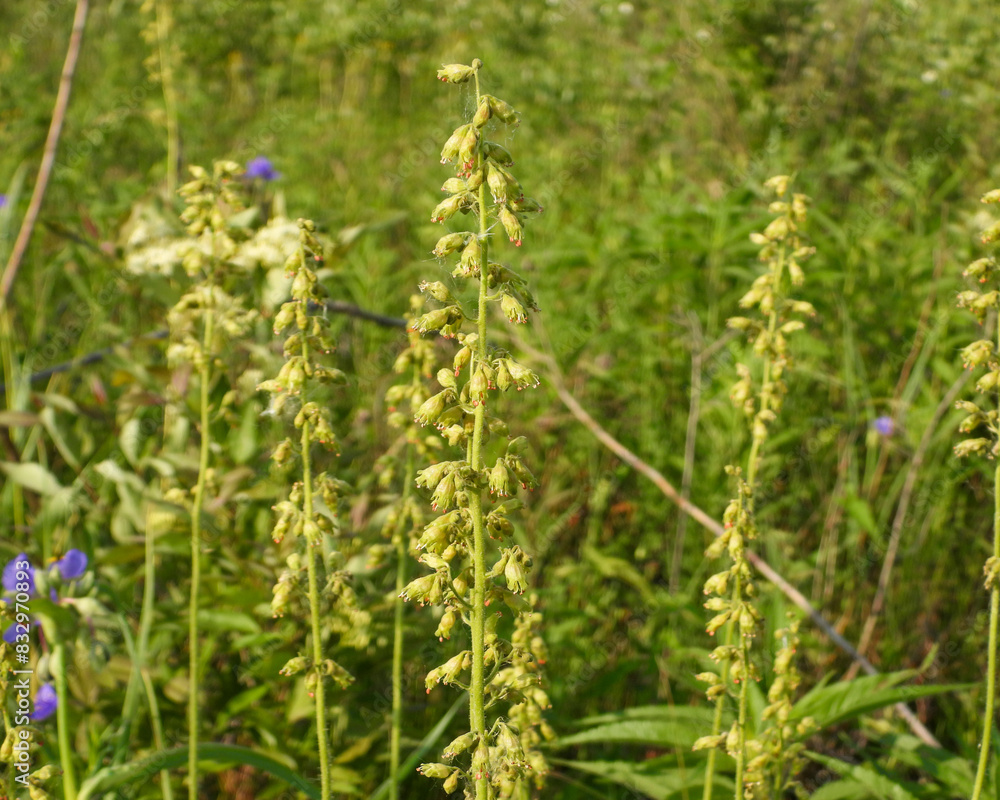 Heuchera richardsonii, also known as Prairie Alumroot, is a Native Prairie Plant of North America Heuchera richardsonii, also known as Prairie Alumroot, is a Native Prairie Plant of North America