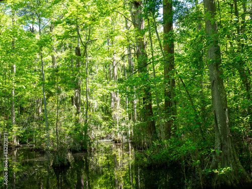 Path in the forest, First Landing State Park, Virginia Beach, VA