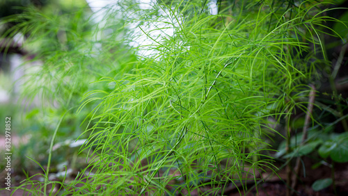 Medicinal plant Asparagus racemosus Willd., Asparagaceae green leaves photo