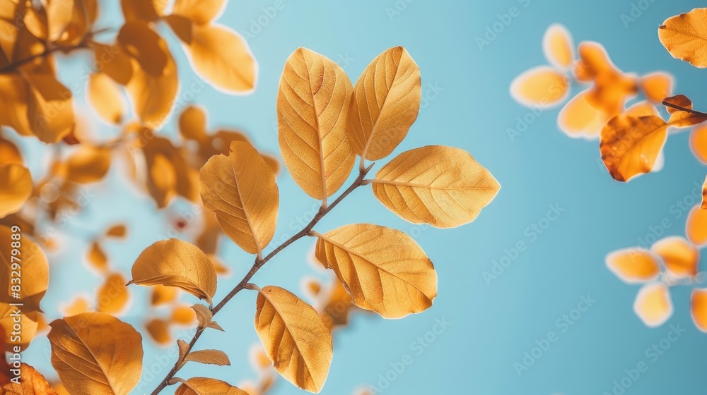 Close up view of yellow autumn leaves against the sky autumn scenery