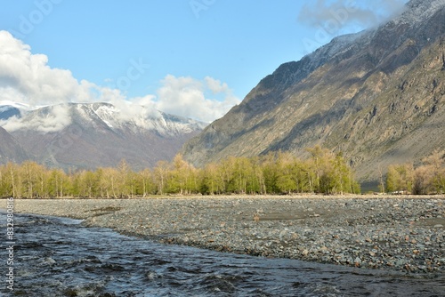 A bend in the bed of a turbulent river with sandy banks and a birch forest flowing along a high mountain on a sunny spring day.