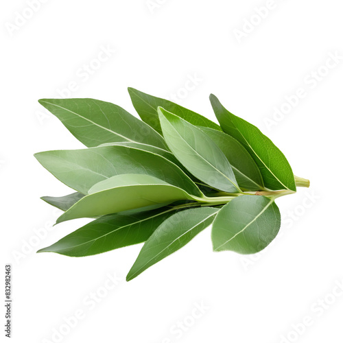 Wallpaper Mural green leaves isolated on white Torontodigital.ca