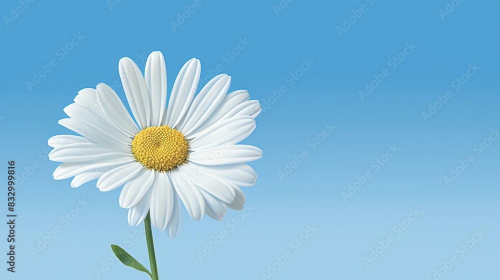 Brighten any space with this highresolution daisy illustration, featuring delicate white petals and a clean background. Brighten any space with this highresolution daisy illustration, featuring delicate white petals and a clean background.