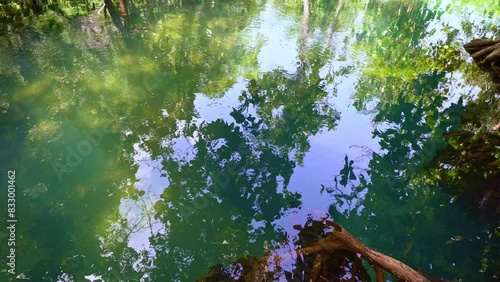 Tha Pom Klong Song Nam amazing nature in Krabi. Tha Pom Swamp Forest is a forest with
many beautiful water sources. 
clear and clean emerald water blowdown pass the beautiful root of mangrove tree photo
