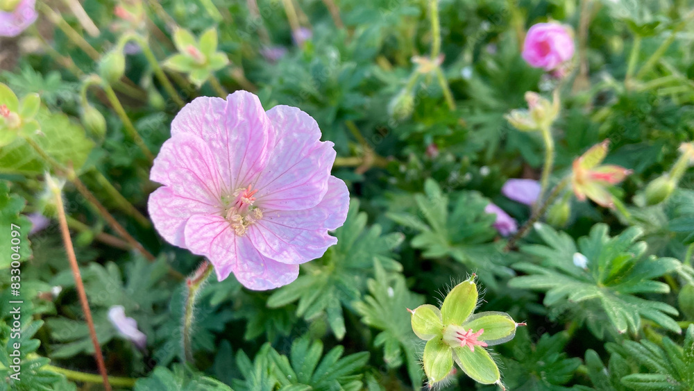 Light pink geranium sanguineum in the morning Light pink geranium sanguineum in the morning
