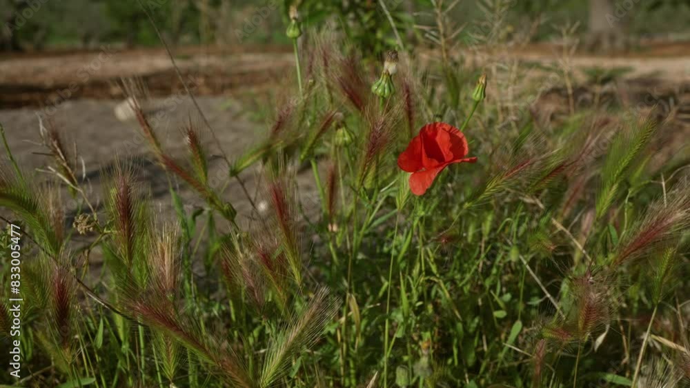 In puglia, italy, a vivid red papaver rhoeas poppy blooms among wild grasses in an outdoor rural field. In puglia, italy, a vivid red papaver rhoeas poppy blooms among wild grasses in an outdoor rural field.