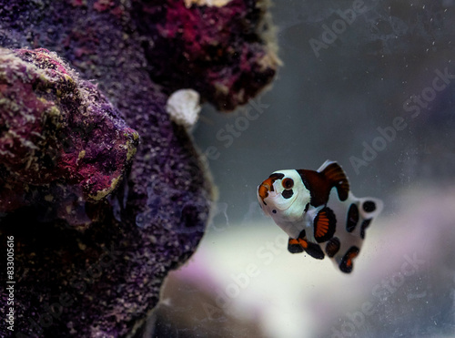 Photography mocha storm clown fish