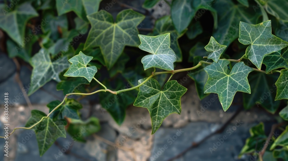 Distinctive Leaves on Curved Vine Distinctive Leaves on Curved Vine