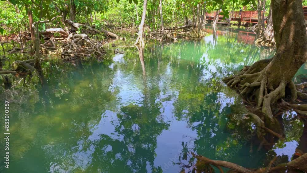  
A stream of clear green water flows through the trees with amazing natural beauty.
root of mangrove tree in clear water at Tha Pom Klong Song Nam Krabi.
Amazingly natural tree roots background.