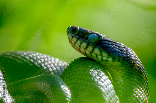 Snake