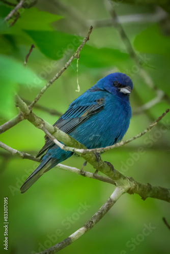 Indigo Bunting