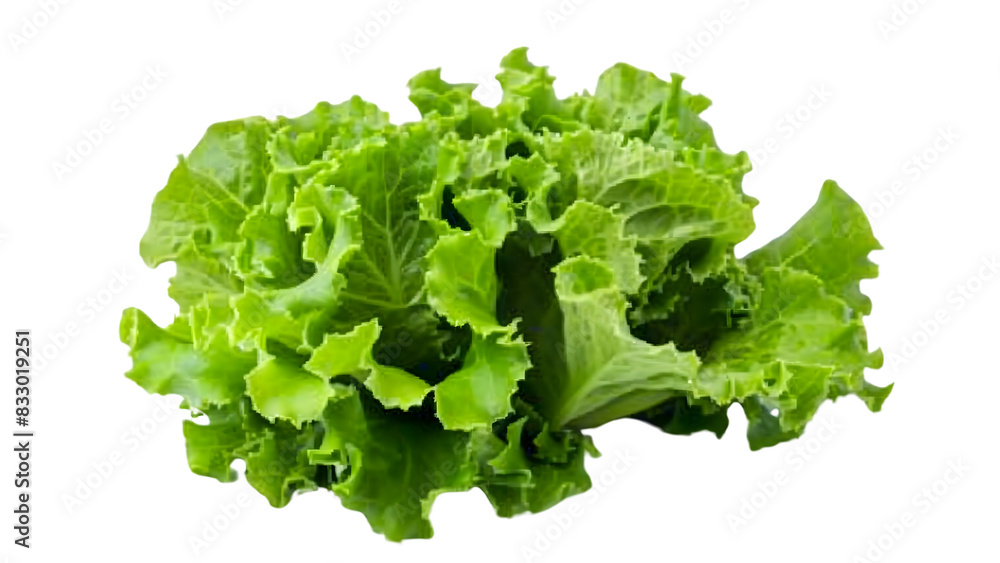 Green lettuce isolated on a transparent background, PNG, Ai Green lettuce isolated on a transparent background, PNG, Ai