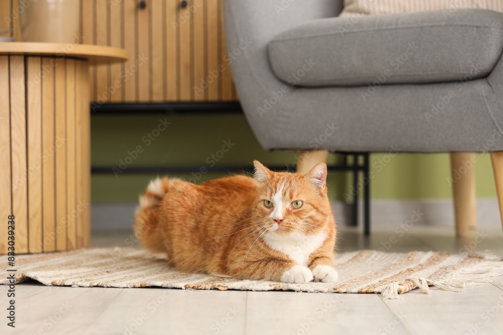Cute red cat lying on rug at home