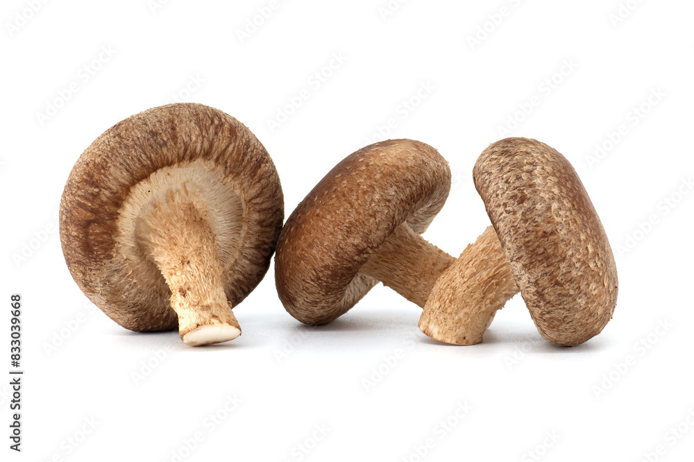 Shiitake mushrooms in close up isolated on white background Shiitake mushrooms in close up isolated on white background
