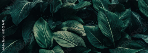 closeup tropical green leaf background. Flat lay  fresh wallpaper banner concept