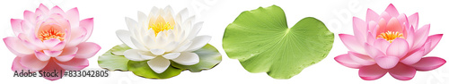 Water lily png on transparent background