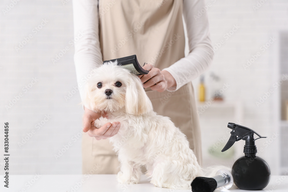 Obraz premium Female groomer brushing cute Maltese dog in salon