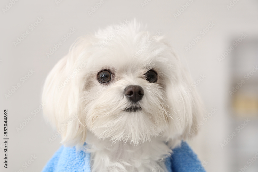 Cute Maltese dog with towel in groomer salon, closeup Cute Maltese dog with towel in groomer salon, closeup