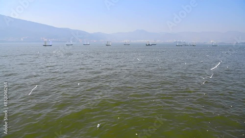 Red-billed gulls flying over Dianchi Lake in Kunming, Yunnan photo