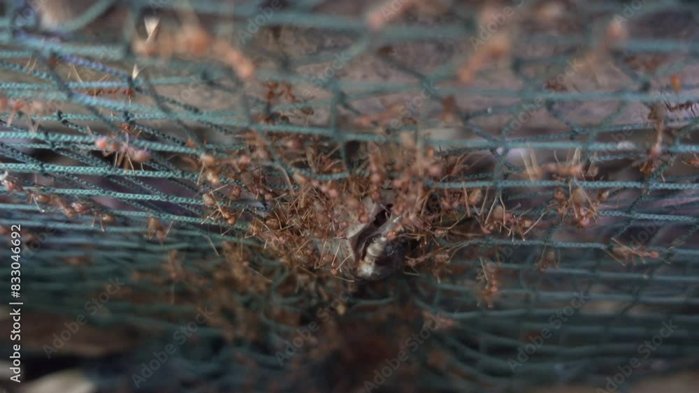ants working as team to carry the food ,snake, teamwork concept ants working as team to carry the food ,snake, teamwork concept