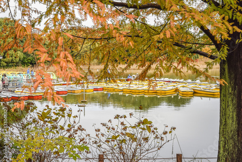 Landscape View Of Ginkgo Biloba Branches With Golden Leaves And Maple Red By The Lake In The Autumn, Showa Kinen Memorial Park, Midorimachi,Tachikawa, Japan photo