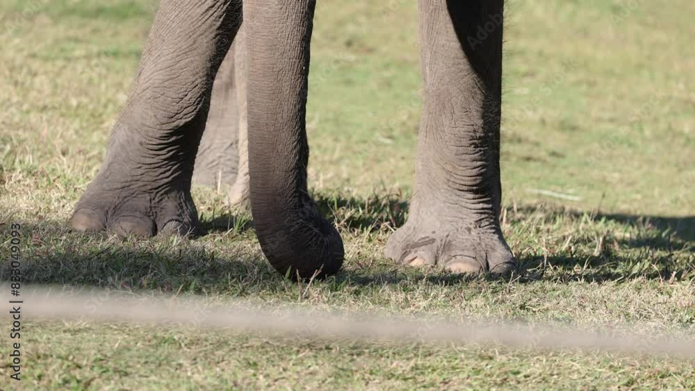 Elephants Interacting with Trunks Elephants Interacting with Trunks