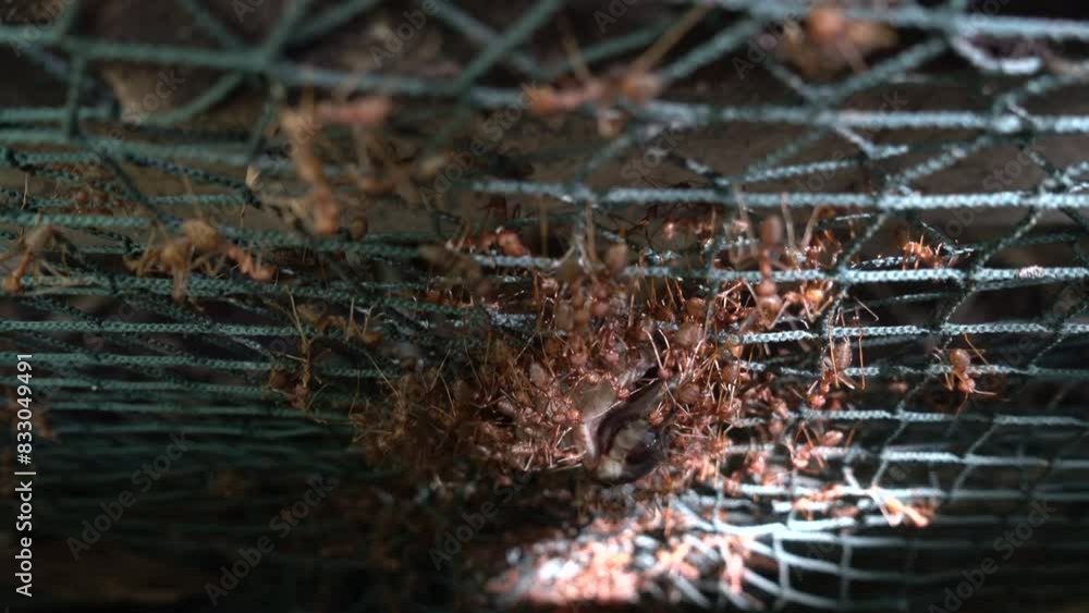 teamwork concept,Close-up shots of ants, hunting the snake teamwork concept,Close-up shots of ants, hunting the snake