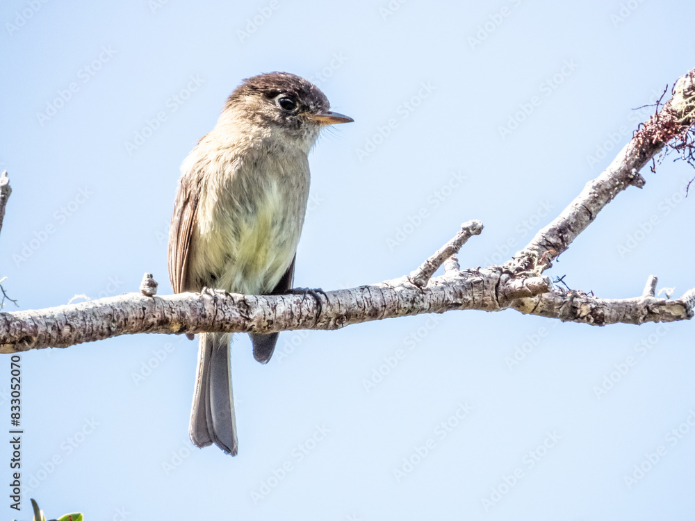Obraz premium Black-capped Flycatcher - Empidonax atriceps in Costa Rica