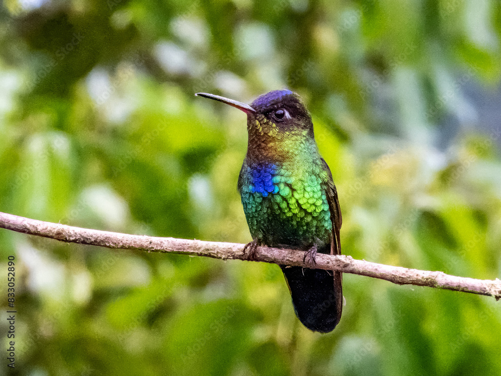 Fototapeta premium Fiery-throated Hummingbird - Panterpe insignis in Costa Rica