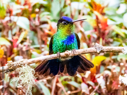 Fiery-throated Hummingbird - Panterpe insignis in Costa Rica photo