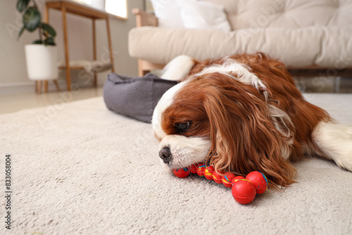 Cavalier king charles spani...