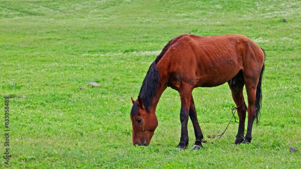 tied brown stallion with black mane is grazing calmly in green pasture at drizzling spring day, side view with copy space tied brown stallion with black mane is grazing calmly in green pasture at drizzling spring day, side view with copy space