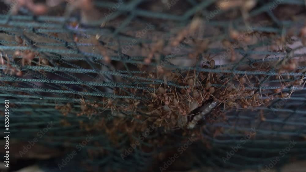 Close-up shots of ants, hunting, teamwork concept Close-up shots of ants, hunting, teamwork concept