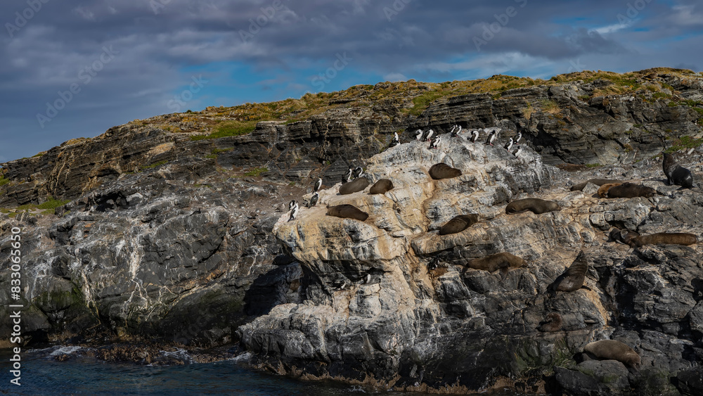 Fototapeta premium Sea lions are resting, lying on the ledges of a rocky island. The cormorants sat down next to each other. Sparse grassy vegetation on the cliff. Clouds in the blue sky. Argentina. Isla de los lobos. 