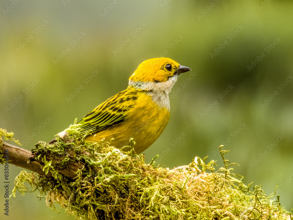 Silver-throated Tanager - Tangara icterocephala in Costa Rica Silver-throated Tanager - Tangara icterocephala in Costa Rica