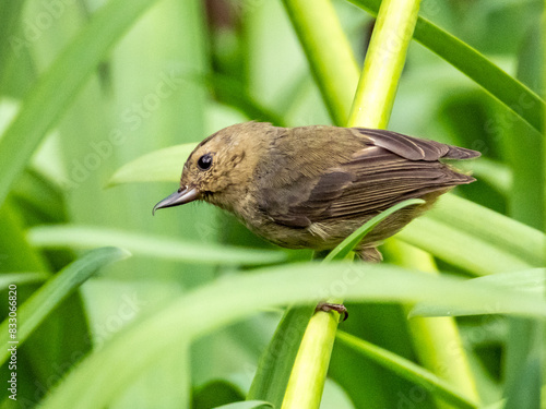 Slaty Flowerpiercer - Diglossa plumbea in Costa Rica photo