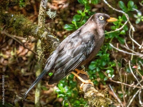 Sooty Thrush - Turdus nigrescens in Costa Rica