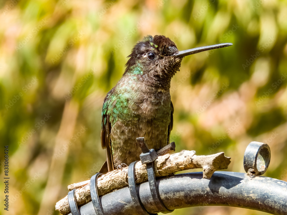 Obraz premium Talamanca Hummingbird - Eugenes spectabilis in Costa Rica