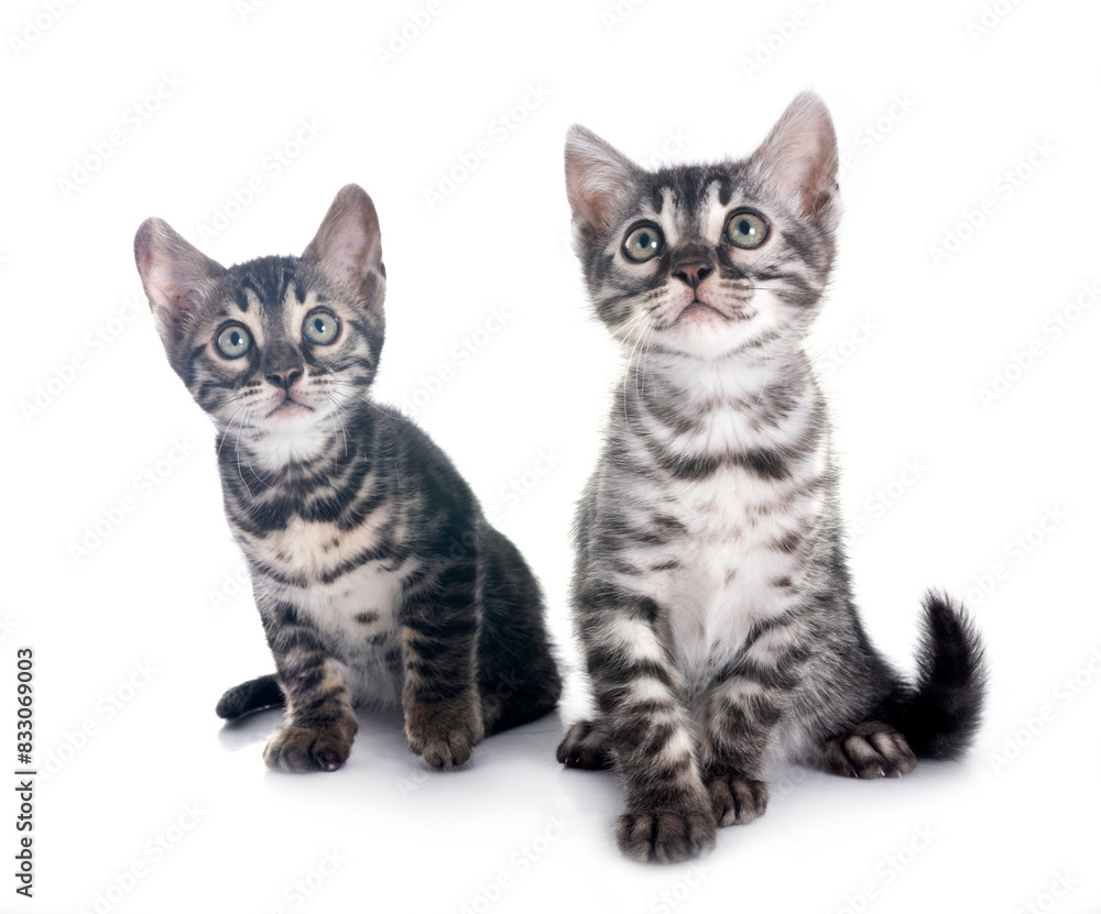 bengal kitten in studio bengal kitten in studio