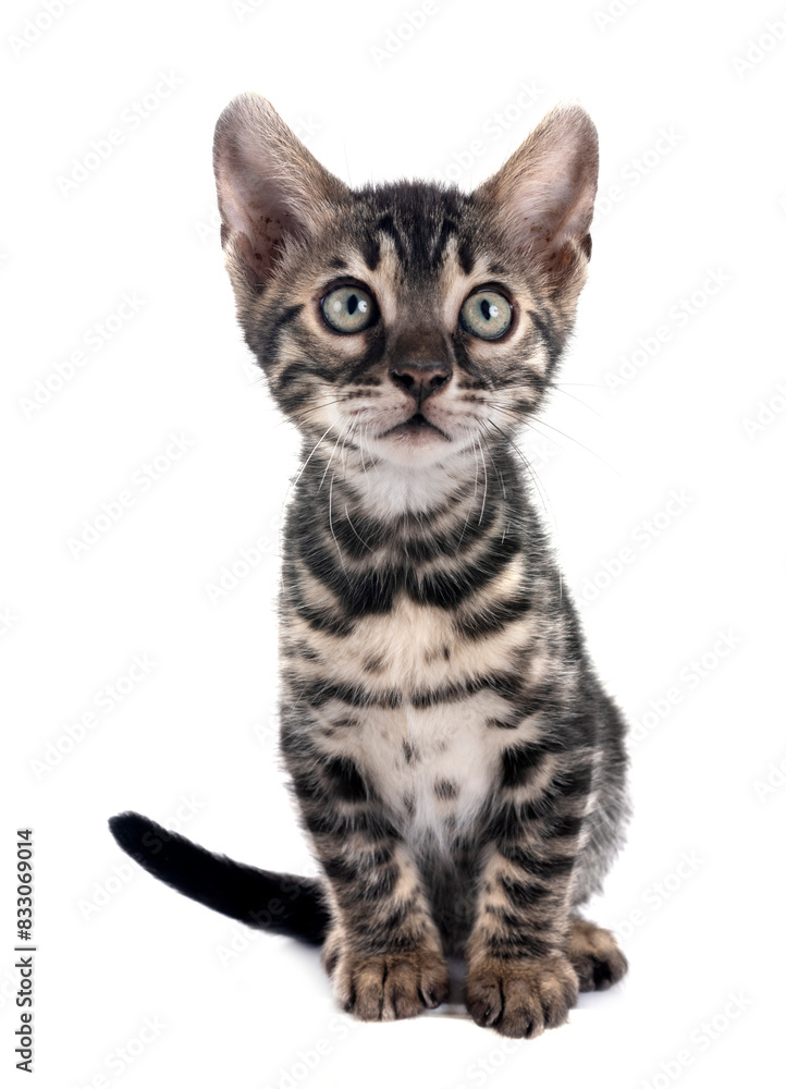 Obraz premium bengal kitten in studio
