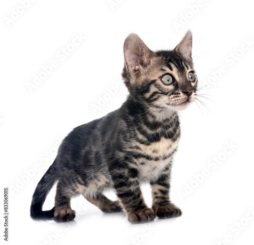 bengal kitten in studio