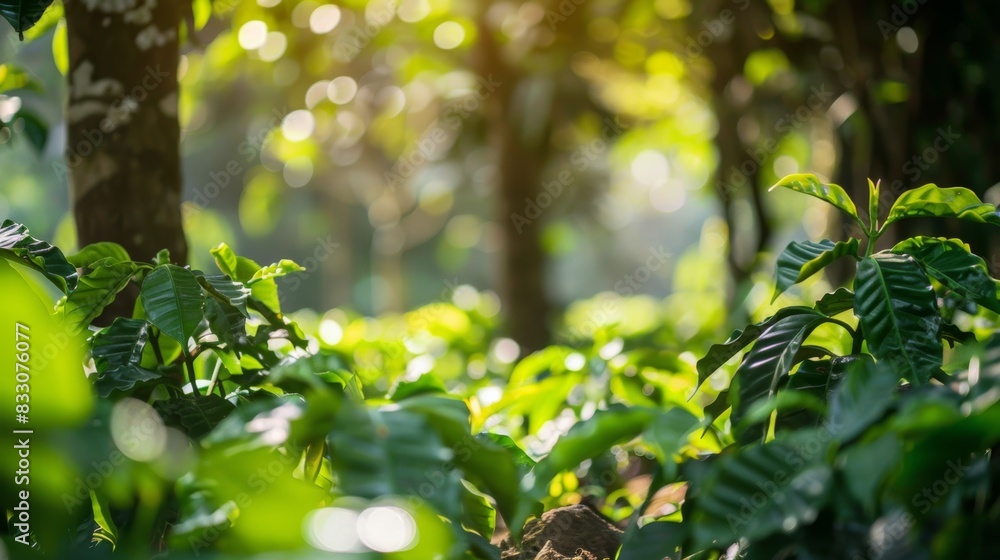 A close-up of vibrant coffee plants thriving alongside shade trees, depicting the harmonious balance of a coffee ecosystem. A close-up of vibrant coffee plants thriving alongside shade trees, depicting the harmonious balance of a coffee ecosystem.