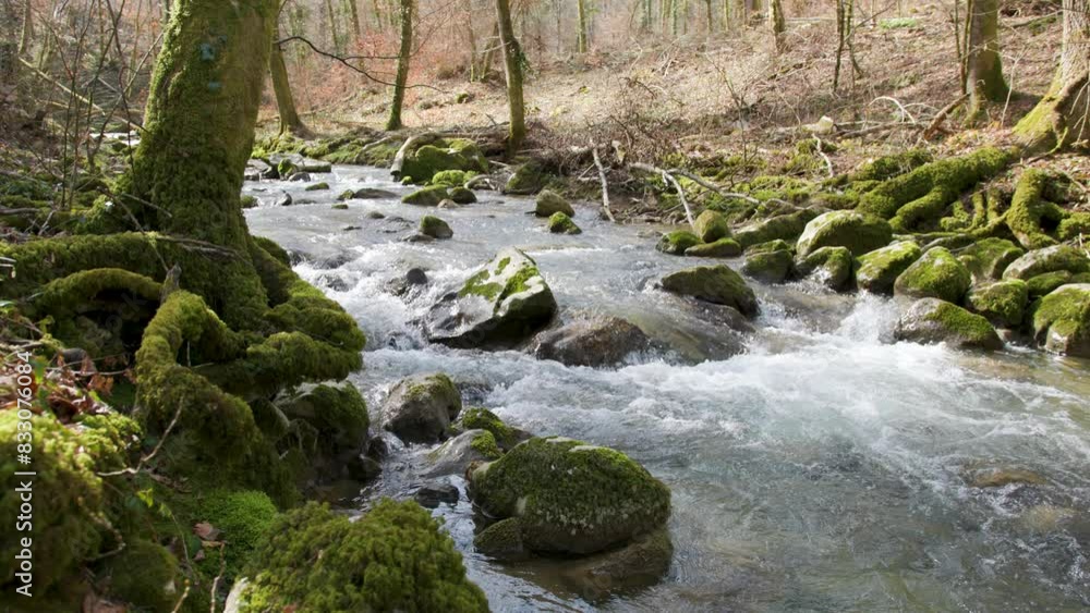 Beautiful sunny forest landscape with river in slow motion. Beautiful sunny forest landscape with river in slow motion.
